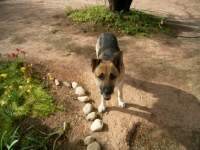 playful cute alsatian dog 