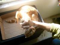 playful cute ginger cat photo 1 