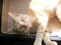 playful cute ginger cat photo 3 