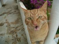 playful cute ginger cat photo 7 