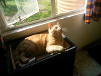 playful cute ginger cat photo 8 