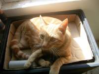 playful cute ginger cat photo 