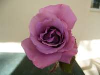 rose photo purple pink lilac orchid