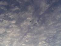 seagulls flying in sky 1 