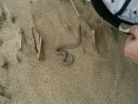 snake on beach sand 2 