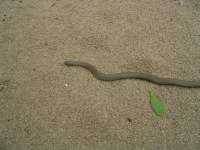 snake on beach sand 3 