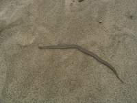 snake on beach sand 