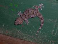 south african gecko 