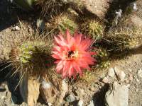 south african veld cactus flowers 1 