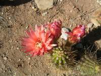 south african veld cactus flowers 10 