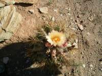 south african veld cactus flowers 11 
