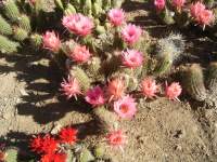 south african veld cactus flowers 15 