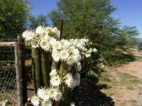 south african veld cactus flowers 7 