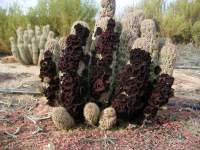 south african veld cactus flowers 8 purple pink lilac orchid