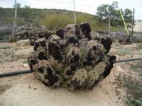 south african veld cactus flowers 9 