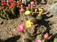 south african veld cactus flowers 