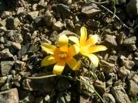 south african veld flowers 13 
