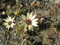 south african veld flowers 16 