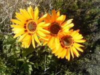 south african veld flowers 17 