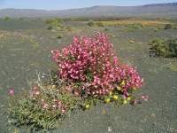 south african veld flowers 19 