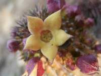 south african veld flowers 21 