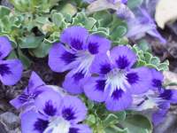 south african veld flowers 22 