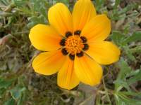 south african veld flowers 25 