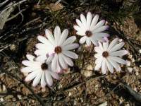 south african veld flowers 26 