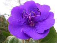 south african veld flowers 29 