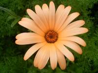 south african veld flowers 3 