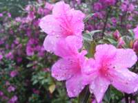 south african veld flowers 30 