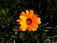 south african veld flowers 31 