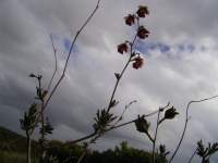 south african veld flowers 32 
