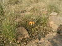 south african veld flowers 34 
