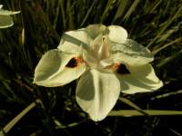south african veld flowers 35 