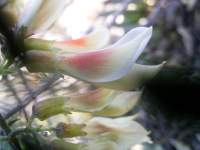 south african veld flowers 36 