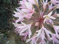 south african veld flowers 38 