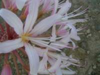 south african veld flowers 39 