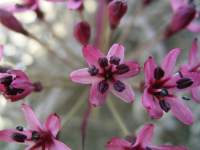 south african veld flowers 40 