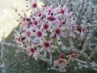 south african veld flowers 41 