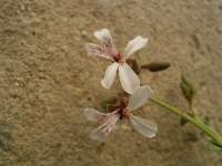 south african veld flowers 44 