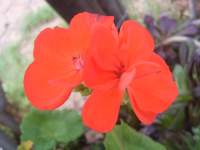 south african veld flowers 5 