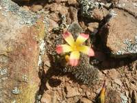 south african veld flowers 6 