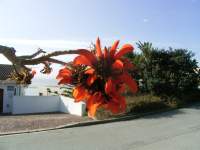 south african veld flowers 66 