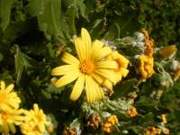 south african veld flowers 67 