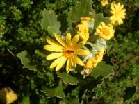 south african veld flowers 68 