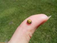 yellow ladybug on finger 